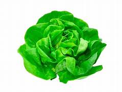 Lechuga Española unidad