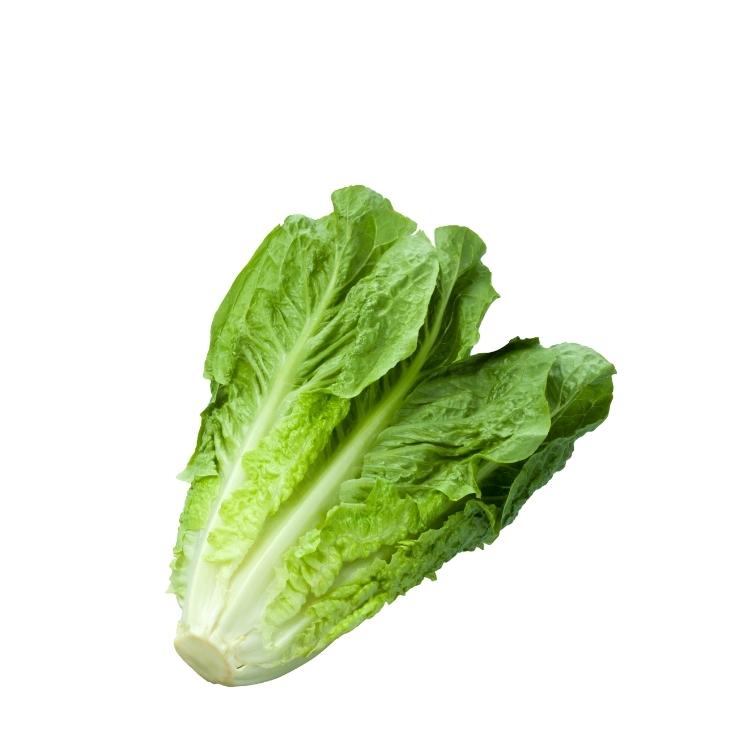 Lechuga Costina Unidad